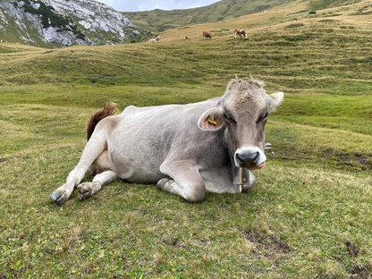 38179d7a-a5f5-4e08-b3ea-55c6525edd2c